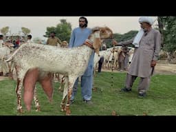 Pakistan Biggest Makhi Cheeni Beetal Goats Farm Haidry Goat Farm #goat #goatfarming #bakra #farming