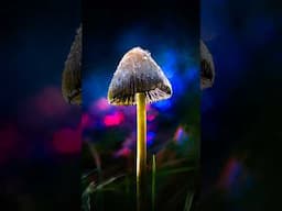 Macro Photo: Frosted Dreams 🍄❄️✨  #mushroom #macromagic #macrophotographyideas