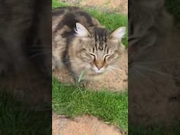 Saturday morning in my garden with my neighbour’s cat making a guest appearance