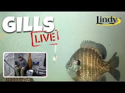 LINDY LIVE 🔴 Nate Altendorf LIVE fishing bluegill and crappie