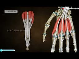 Deep muscles of Hand: Anatomy (Animation)