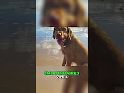 Wirehaired vs Smooth Vizsla: What’s the Difference?