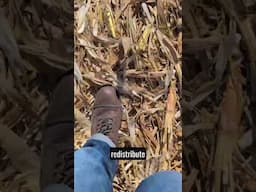 What it's like to harvest corn on a farm 🚜🧑‍🌾🌽