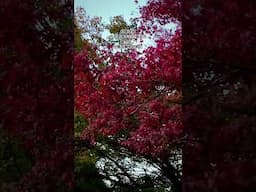 京都紅葉速報，今天(11/19)下午，南禪寺的楓葉狀況🍁 #kyoto #紅葉 #南禪寺 #japan #京都為何那樣