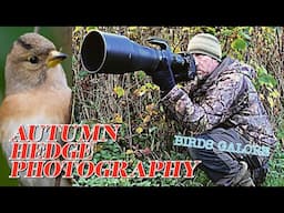 AUTUMN HEDGEROW PHOTOGRAPHY - ELEVATED HIDE - NIKON 600mm f4 TC VR S