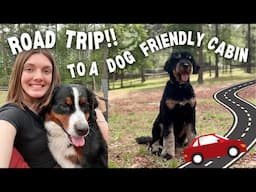 ROAD TRIP TO A DOG-FRIENDLY CABIN: 4 dogs in 1 car, travel vlog, big cabin tour