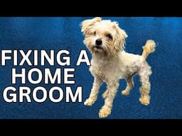 Fleas vs Home Groom Which is the REAL Problem?