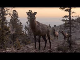 Amazing Migrations - Melodramatic