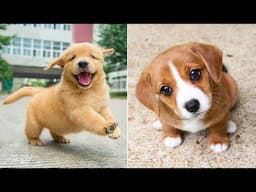 Funniest Animals 2024 😂 Best Funny Cats and Dogs 😻🐶 Part 44 | Cute Baby Dogs