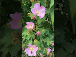 Hibiscus 'Tioga Party' -  a giant fall blooming shrub for your garden! #plants  #perennial #shorts