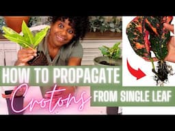 Croton Plant Leaf Propagation | Petra Croton