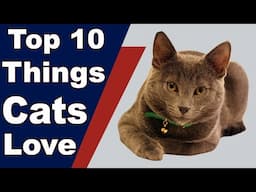 Top 10 Things Cats Love