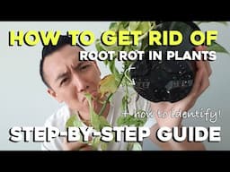 How to get rid of Root Rot | Step-by-Step Guide | Remove Root Rot with me!