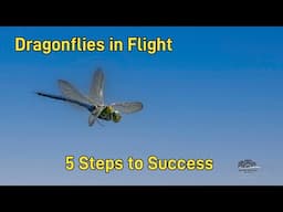 How to Photograph Dragonflies in Flight