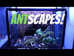 Multi-Species Bio Active Vivarium Build!