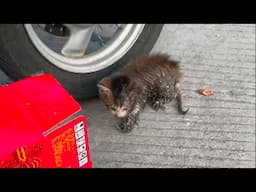 Skinny body covered in mud, the poor kitten tried to run after the girl's family begging for help