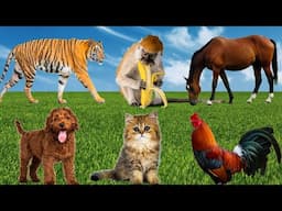 Farm animals, animal sounds: kitten meowing, cow, chicken, pig, elephant, duck, cat sound