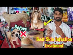 Dog bacterial skin infection treatment Dog ki charm rog skin problem Dog Fungal Infection Treatment