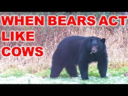 When Bears Act Like Cows - Eating Grass In The Winter