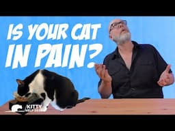 Is Your Cat in Pain?