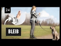 „Bleib“ leicht gemacht – Effektive Trainingsmethoden für dich und deinen Hund | Tag 24