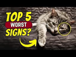 5 Ways Your Cat Tells You When They're Not Feeling Well