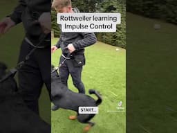 Rottweiler learning impulse control 😍 #dogtraining #impulsecontrol #rottweilertraining