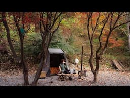 Minimal and Simple, yet Luxurious and Cozy Camping under the autumn maple trees. Camping ASMR