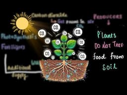 Plant Nutrition - Introduction | Middle School Science | Khan Academy