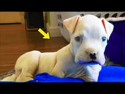 He Dumps Puppy Born Without Paws & Tells Vet To Euthanize Him. What Happens Next Will Make You Cry!