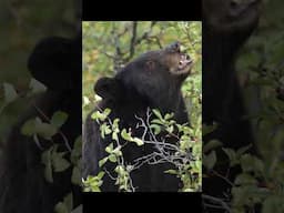 Black Bear encounters in the forest. #bear #wildlife #animals #wildlifephotography #blackbear