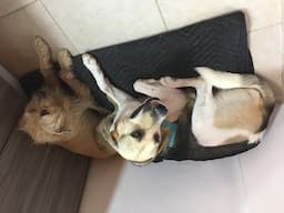 My Venezuelan street dog I rescued doesn’t like me - Venezuela Now - Oct 2nd, 2024