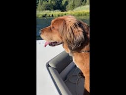 *Captiain* Wally the Tibetan mastiff goes on a few boat rides ⚓️⛵️