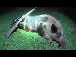 Going out with a bang! Feral cats n more good boars.