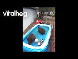 Four Bears Play In Backyard Pool || ViralHog