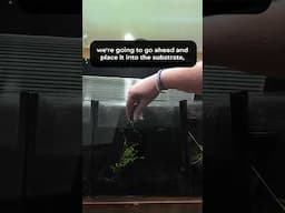 How to Plant Baby Tears | Baby Tears Plant | Baby Tears Aquarium Plant