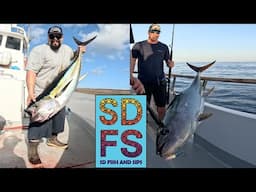 Yellowfin Tuna Fishing San Diego Sportfishing Report October 2024 | Ranger 85 Offshore H&M Landing