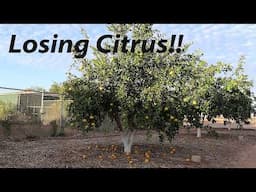 Something is Eating ALL of our Citrus!!