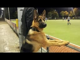 This German Shepherd Dog Is FUNNIER Than You Can Imagine 😂NEW Funny Dog Videos 2024