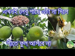 এখনই লেবু গাছে এটা না দিলে শীতে ফুল আসবে না বেশি /  Lemon Plant care before winter / Roof Gardening