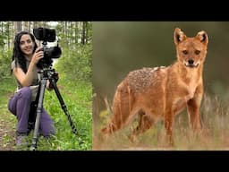 Europe’s Hidden Predator: Filming the Elusive Golden Jackal