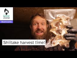 How to Harvest and Shiitake Mushrooms and preservation experiment!