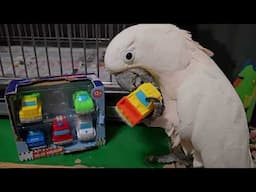 Cockatoo Gets New Toys