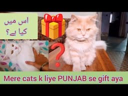 Mere cats k liye gift aya | A day with my cats | KITTYcat Vlogs