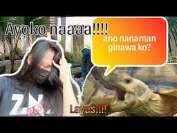 Ipapamigay ko na mga tortoise ko!