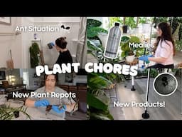 Plant Chores | Ant Infested Moss Poles, New Products & Plant Repots! 🌿