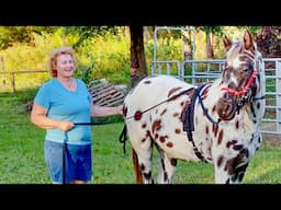 Training My Baby Appaloosa Horse Is Not Going Well