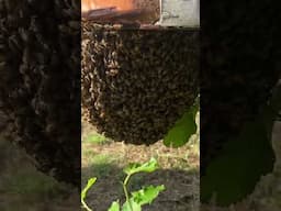 Open Air Colony On Corner Of Old Trailer