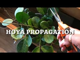 Hoya Propagation | How to Propagate Hoya in Soil and in Water