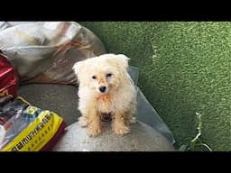 The stray puppy in the garbage dump shows kindness to people, hoping to find a home